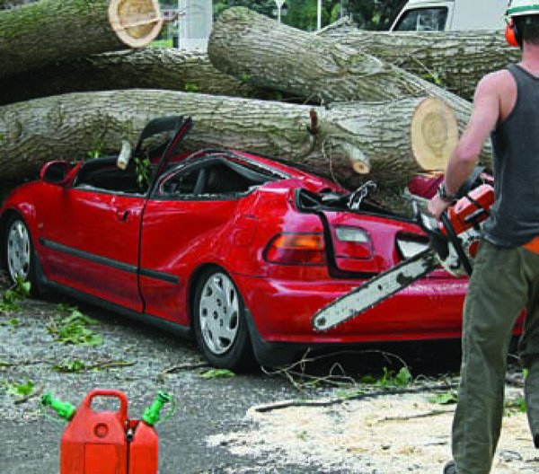Tree care professional removing a large tree crushing a car.