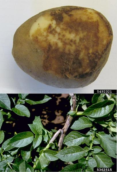 Photo of lesions on a potato (top) and a stem (bottom).
