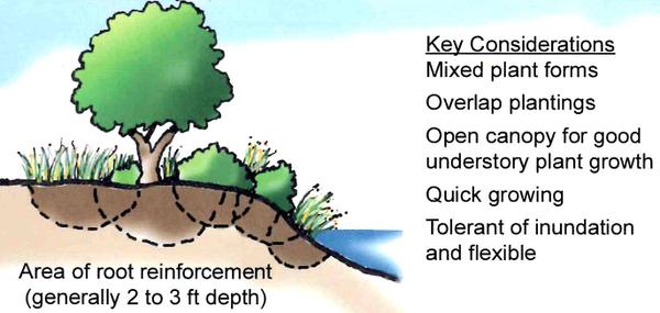 Illustration showing how plants stabilize stream banks