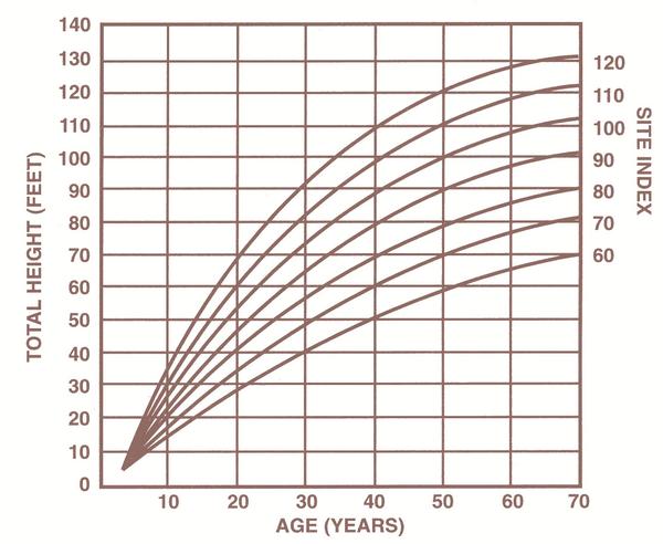 Figure 1. Site index curves for loblolly pine at index age 50 ye