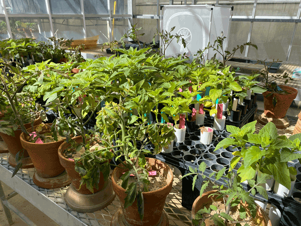 Greenhouse with tomato plants used as a control and sesame plants used in study.