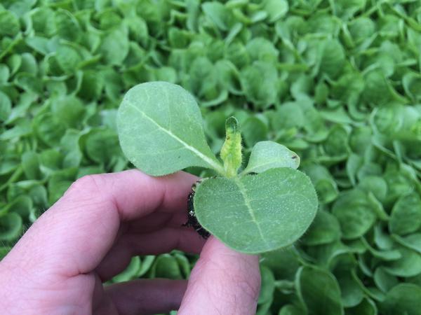 Photo showing the effects of cold injury on seedling leaves