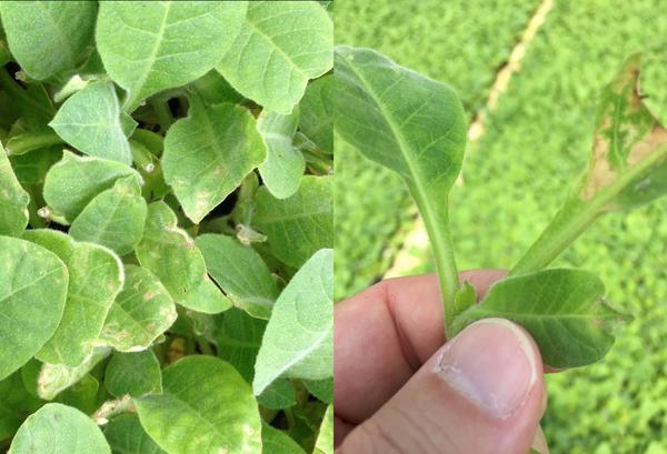 Split-photo. Cluster of leaves, left; single plant, right