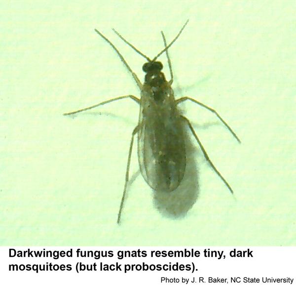 Darkwinged fungus gnat