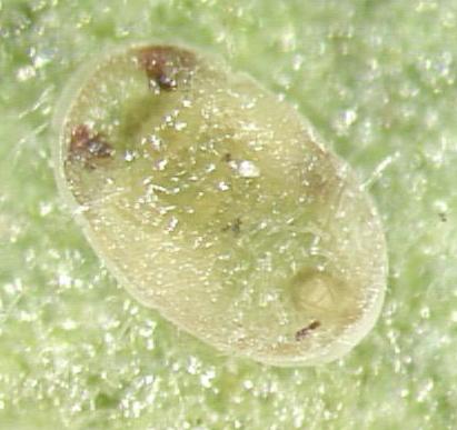Greenhouse whitefly nymph.