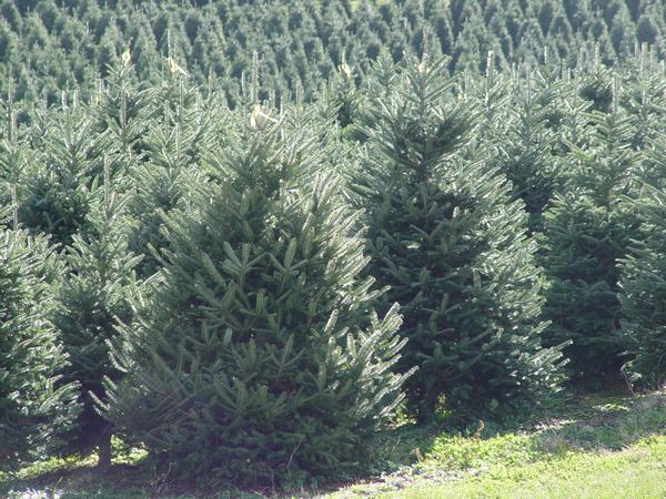 Field of large, glossy, dark green, Fraser fir Christmas trees