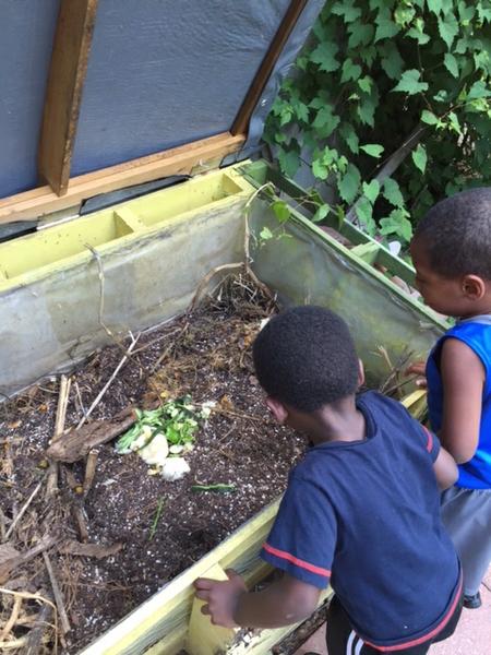 Observing worms in a vermicompost bin.