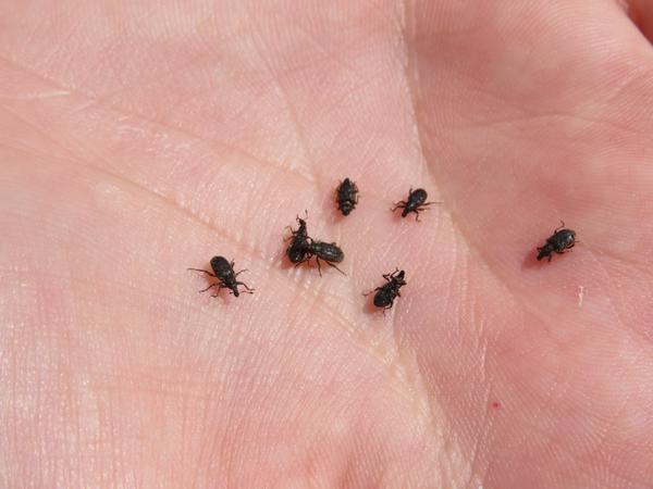 Annual bluegrass weevil adult in the palm of a hand.