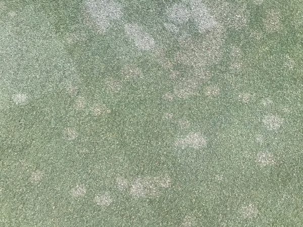 Cream leaf blight stand symptom in non-dormant bermudagrass.