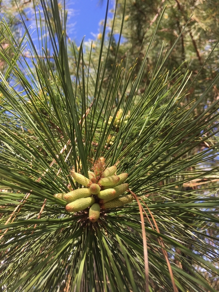 Close-up of a loblolly pine's male flower (green cylindrical structures) and surrounding pine needles against a blue sky.