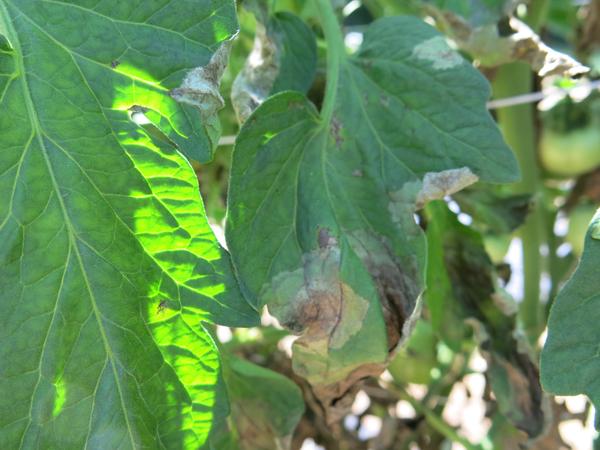 Late blight on tomato leaf