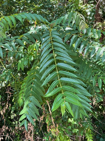 A tree with long leaves. Each leaf is composed of many long, dark green leaflets.