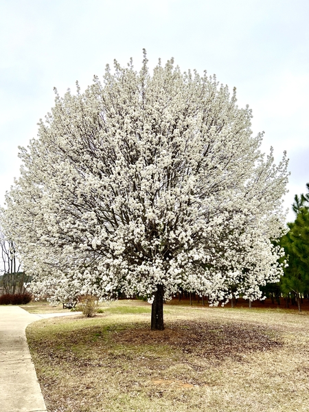 A tree covered in white flowers