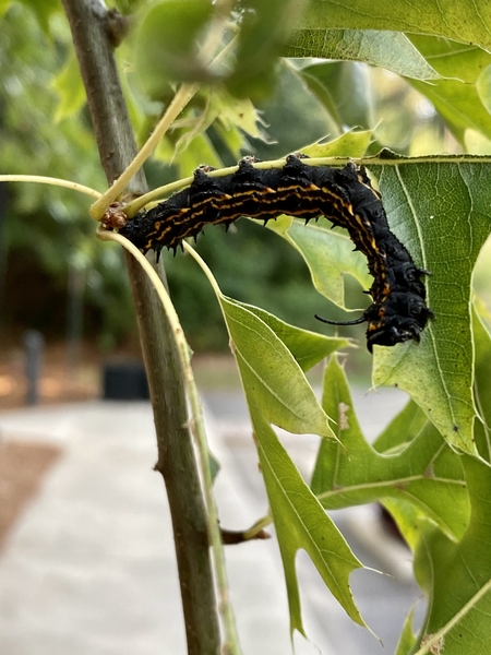 A black caterpillar with orange stripes is perched on oak leaf