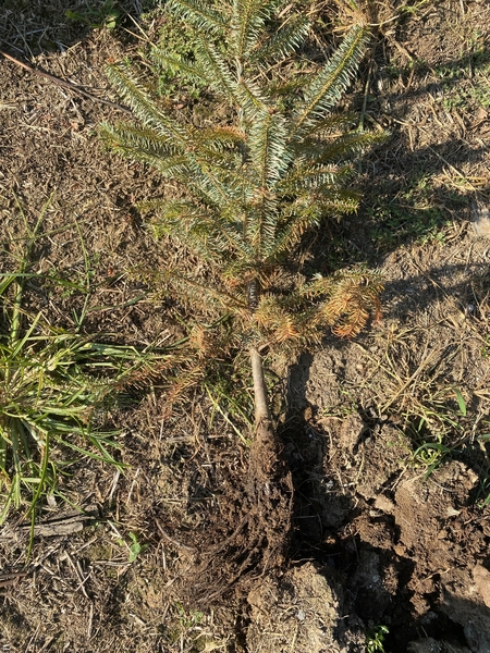 Dry seedling laid on ground with yellowed needles toward bottom