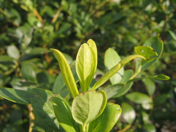 top part of a bluebery plant showing a few adult whitefly insects on the leaves