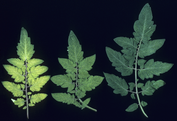 Tomato leaves with Manganese deficiency