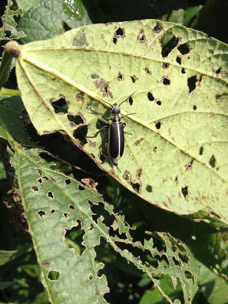 Beetle resting on defoliated soybean leaf