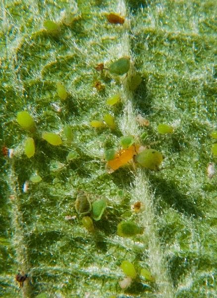 Midge larva and aphids