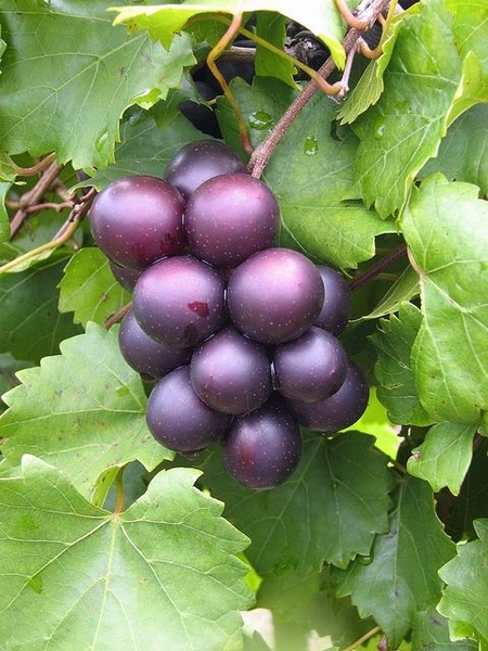 A bunch of ripe, purple muscadine grapes on the vine.