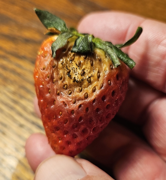 Strawberry fruit has yellow sunken area