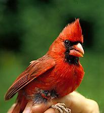 Photo of Northern cardinal