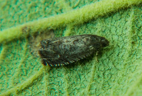 Oriental fruit moth adult on a leaf