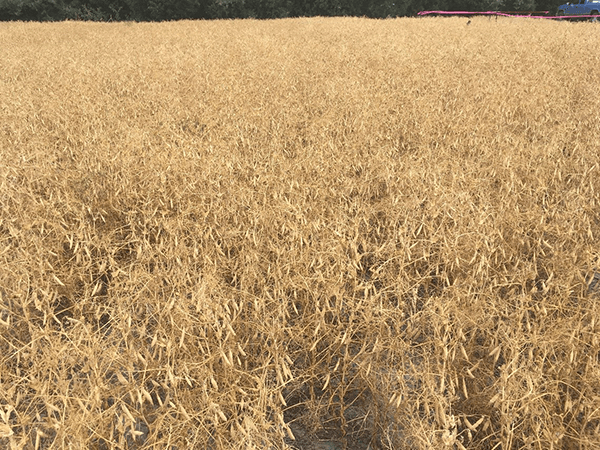 Color photo of field of dried pea crop