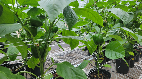 Green bell pepper