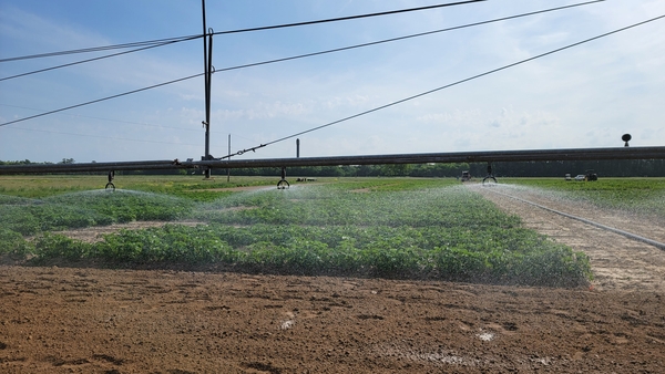 Potato irrigation