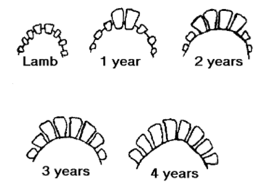 Illustration of teeth for lamb, 1 year, 2 years, 3 years, and 4 years