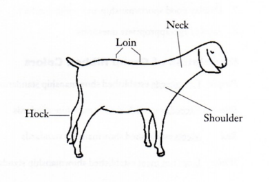 Sketch of a goat with labels for hocks, loin, neck, and shoulder.