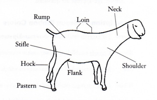 Illustration of goat with labels pointing to pastern, hock, stifle, rump, loin, flank, neck and shoulder