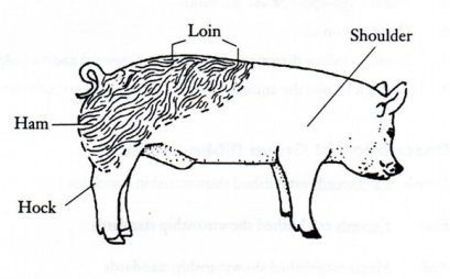 Illustration with labels for hock, ham, loin, and shoulder