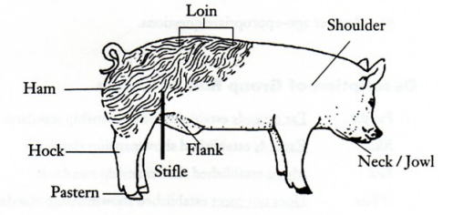 Illustration with labels pointing to pastern, hock, ham, stifle, flank, loin, shoulder, and neck/jowl