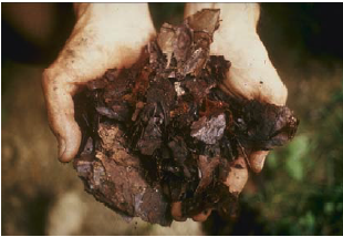 A person's hands holding a scoop of compost