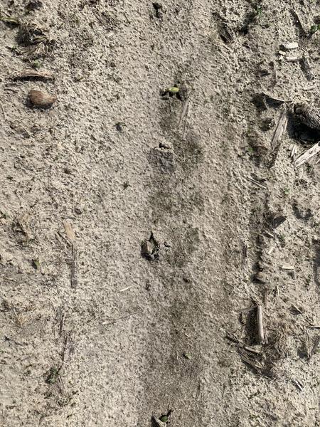 Soil crusting minimzing soybean emergence