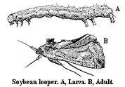 Illustration of soybean looper life stages