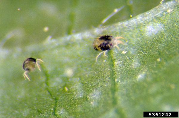 Spider mite adults