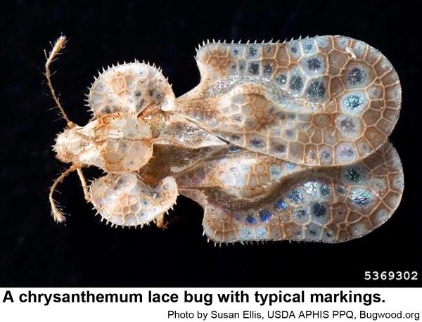 chrysanthemum lace bug with typical markings