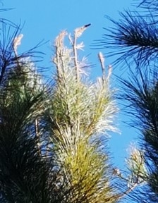 Pine tree tip dead due to frost damage