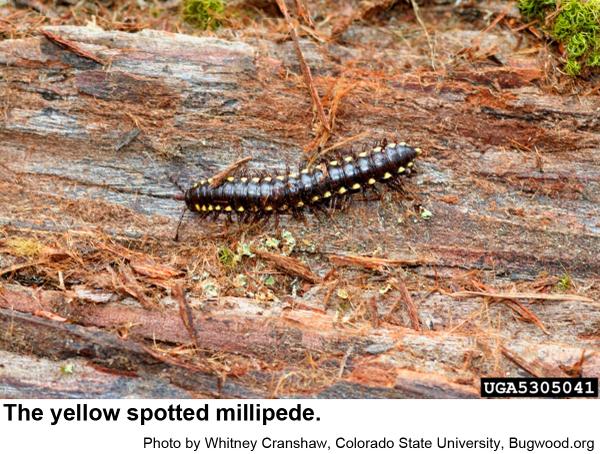 Yellow spotted millipedes spend