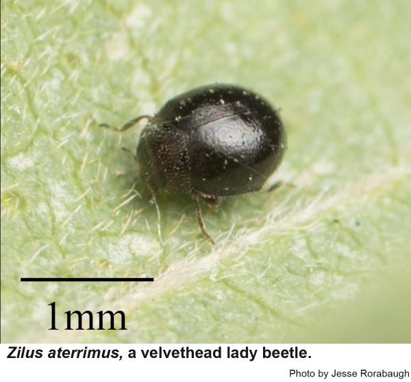 Zilus aterrimus, a velvethead lady beetle with 1mm mark for scale