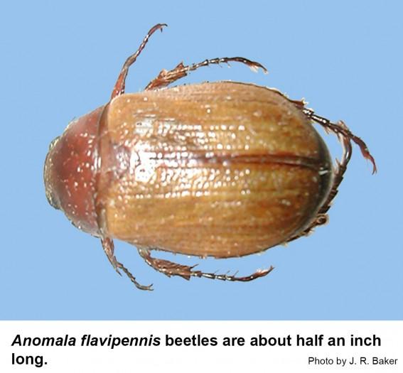 Anomala flavipennis beetles are about half an inch long.