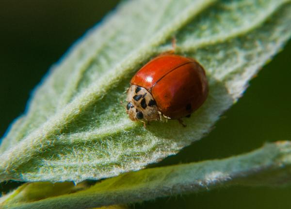 Multicolored Asian lady beetle (Harmonia axyridis).