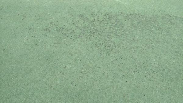 Algae in a bermudagrass putting green