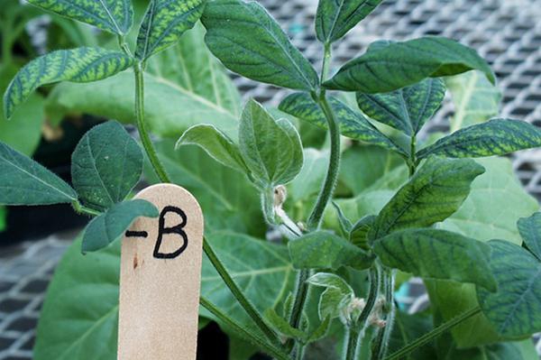 Plants with light green leaves and dark green veins