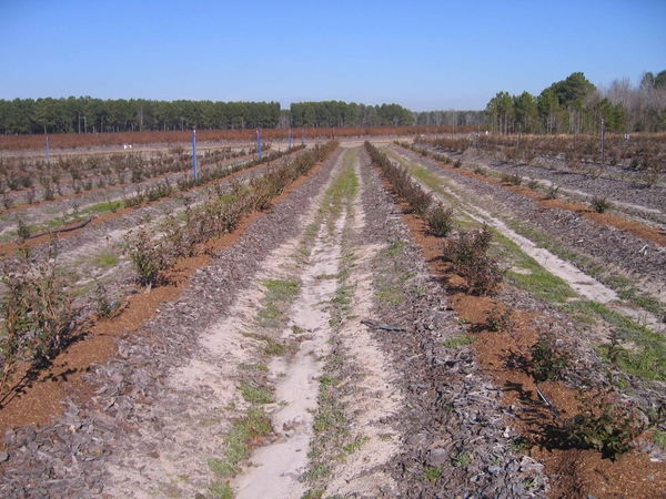 blueberry rows amended and mulched with wood chips