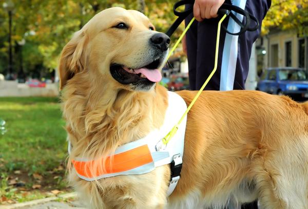 Golden retriever with service vest