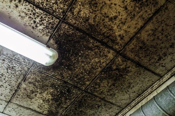 Mold Growth on Ceiling Tiles